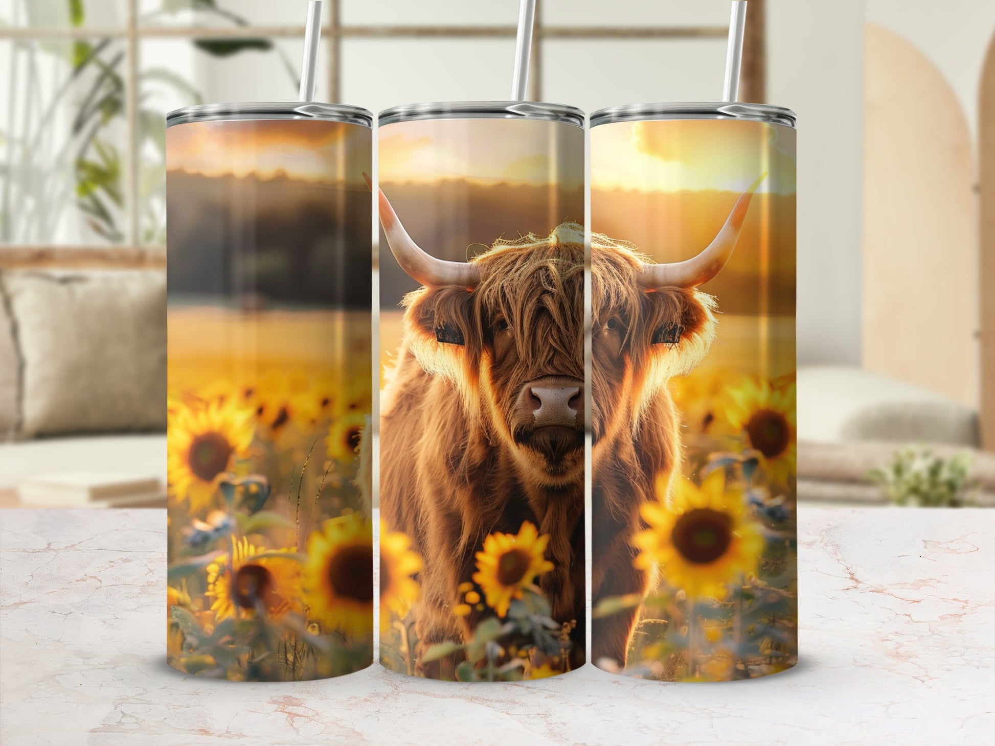 Highland cow in sunflower field on a sunset tumbler.